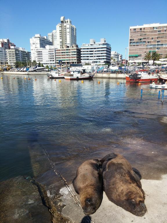 Edificio Canal Azul Punta del Este Eksteriør bilde